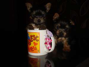 VAND YORKSHIRE TERRIER TOY