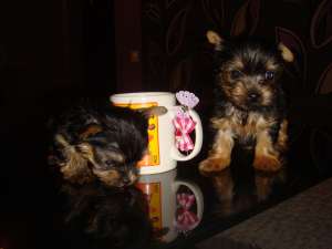 VAND YORKSHIRE TERRIER TOY