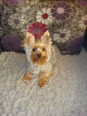 VAND YORKSHIRE TERRIER TOY