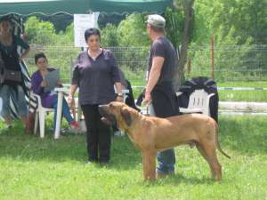 DE Vanzare pui Fila Brasileiro