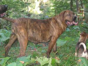 DE Vanzare pui Fila Brasileiro
