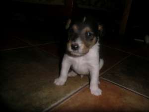 Vand fox terrier sarmrasura!