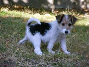 Vand fox terrier sarmrasura!