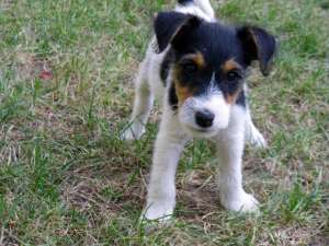 Vand fox terrier sarmrasura!