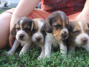 vand catei Beagle