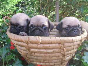 vand catei MOPS