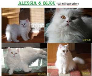 PERSANE DOLL-FACE. PISICUTE ALBE. RASA PURA - CRESCATOR_VAND TOT ANUL