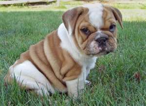 Bulldog catelul este pregătită pentru o casă nouă