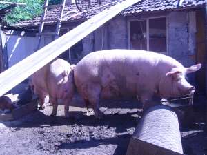 vand porci mari pentru sacrificare