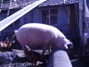 vand porci mari pentru sacrificare