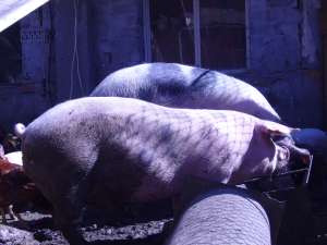 vand porci mari pentru sacrificare