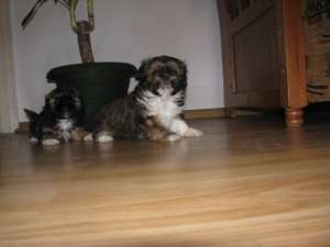 Shih Tzu