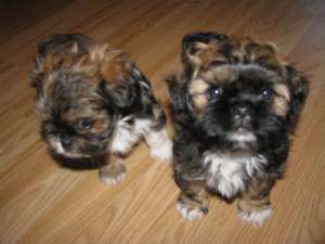 Shih Tzu