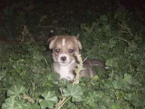 Jack russell terrier catel excelent