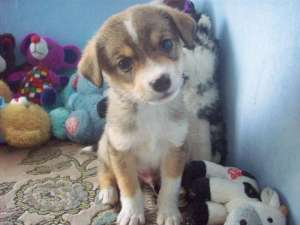 Jack russell terrier catel excelent