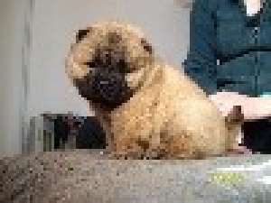CHOW CHOW CALITATE PREMIUM-DE LA 225 E