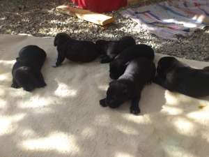 Vand pui Cane Corso!!!!!