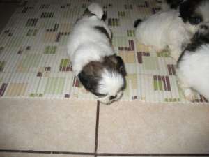 Vand catei rasa  Shih-Tzu de 6 saptamani