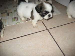 Vand catei rasa  Shih-Tzu de 6 saptamani