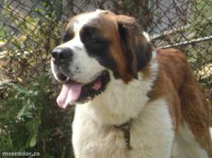 caine saint bernard