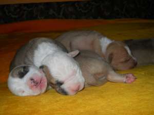 Vand pui amstaff