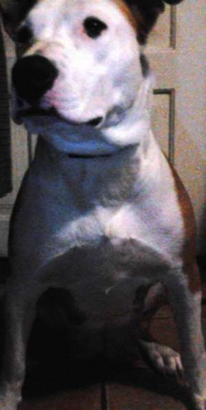 Vand pui amstaff