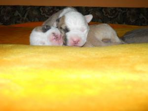Vand pui amstaff