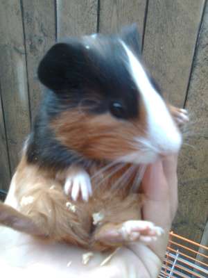 Vand porcusor de guineea