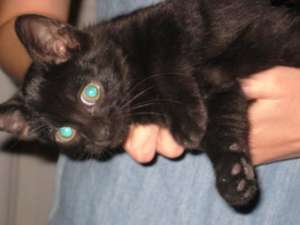 Ofer spre adoptie 2 pisoi