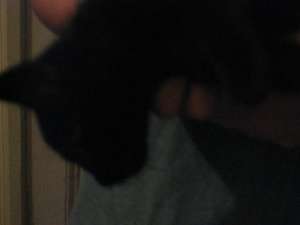 Ofer spre adoptie 2 pisoi