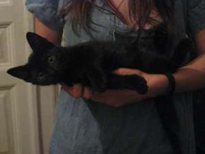 Ofer spre adoptie 2 pisoi