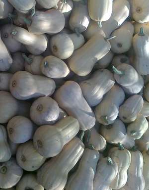 DOVLEAC