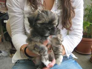 vand catei shih tzu