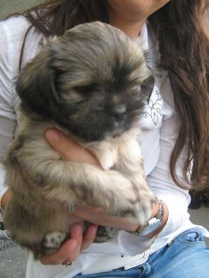 vand catei shih tzu