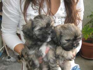 vand catei shih tzu