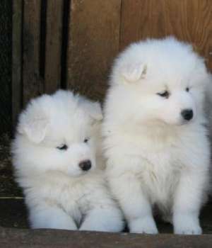 vand pui samoyed