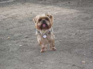 Ofer mascul Terrier Yorkshire spre monta