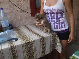 Donez catelusi facuti cu bichon