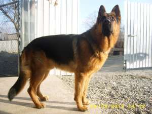 mascul ciobanesc german -monta