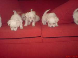 bichonei maltese