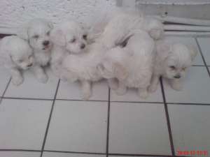 bichonei maltese