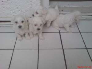 bichonei maltese
