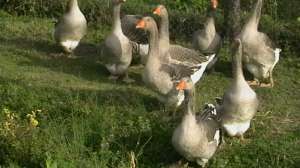vand familie gaste de toulouse