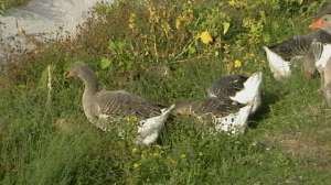 vand familie gaste de toulouse