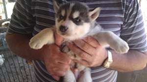 vand pui husky siberian rasa pura . pret mic de criza la caini de calitate