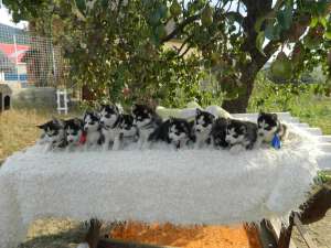 vand pui husky siberian rasa pura . pret mic de criza la caini de calitate