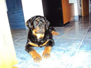 cateluse rottweiler cu pedigree