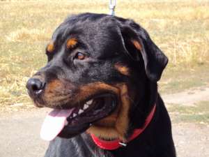 cateluse rottweiler cu pedigree