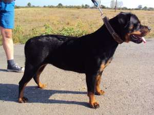 cateluse rottweiler cu pedigree