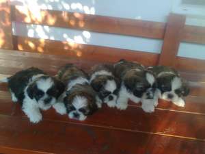 catei shih-tzu